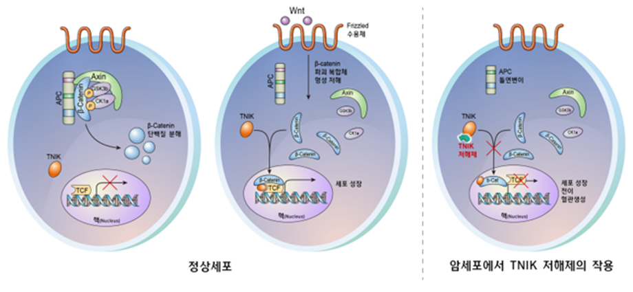 한국화학연구원과 연세의료원, 새로운 대장암 치료제 화합물 개발 및 글로벌 인큐베이팅 회사 기술이전, 스타트업 회사 설립 참여 이미지