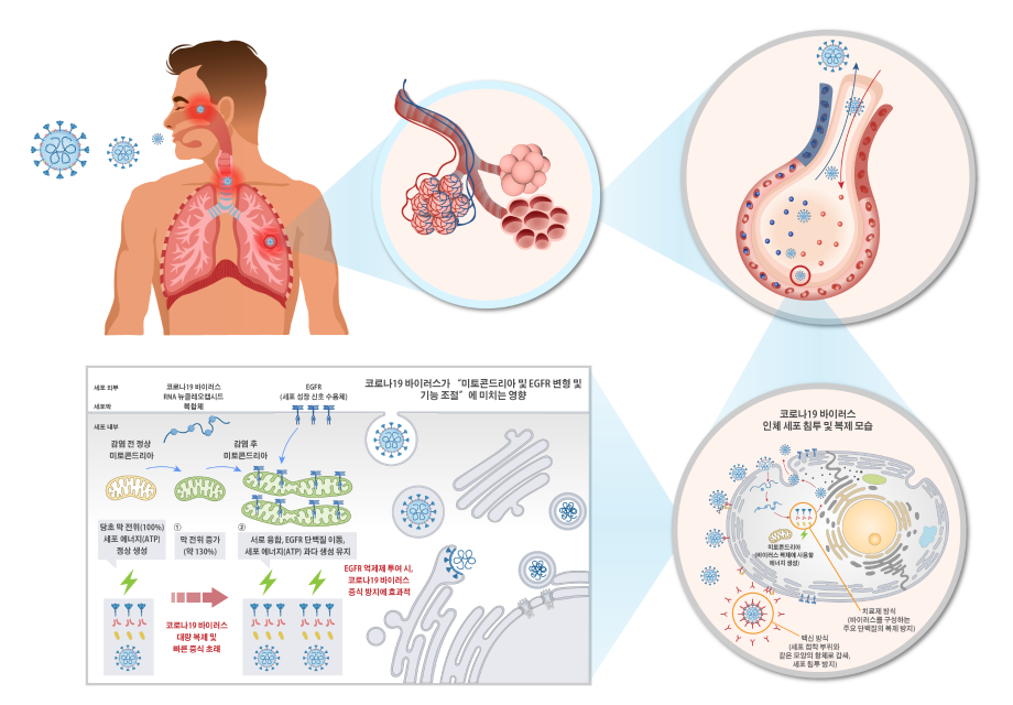 코로나19 바이러스 빠른 대량 증식 원리 신규 규명 및 치료 후보물질 확대 가능성 제시 이미지